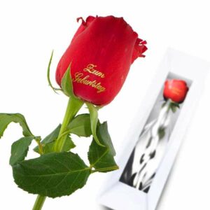1 rote Rose Geburtstag