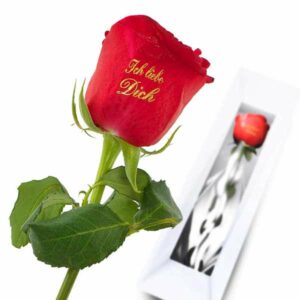 1 rote Rose Liebe